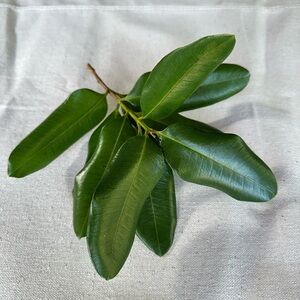 Fresh Organic Bay Rum Leaves (Pimenta Racemosa) (West Indian Bay Rum)